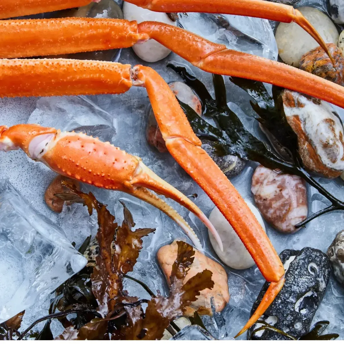 Snow Crab - Chionoecetes Opilio