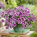 Petunia Painted Love Purple