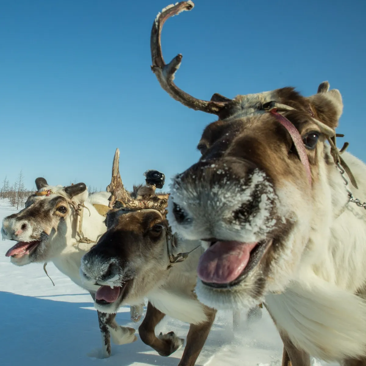 Horeku. The Stories of Tukhard Tundra.