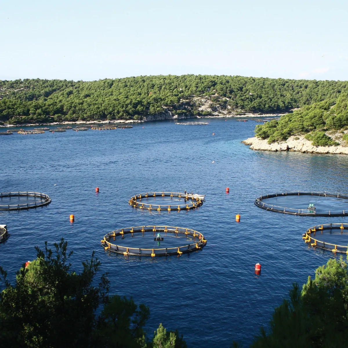 Bluefin Tuna, Sea bass and Sea bream farms