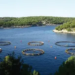 Bluefin Tuna, Sea bass and Sea bream farms