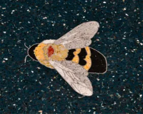 National Terrazzo & Mosaic Association