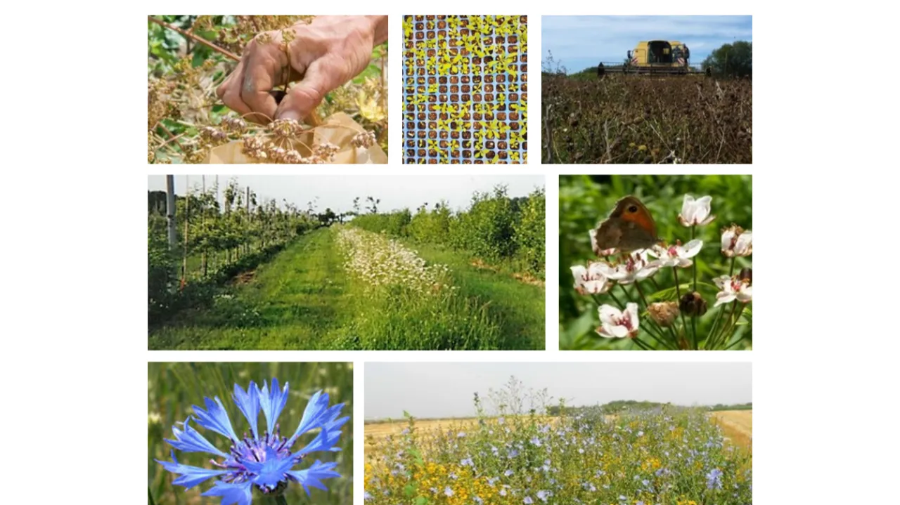 Retours d’expériences sur la production de végétaux herbacés sauvages d’origine locale – le projet FLOR’AGRI