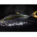 NORDIC KINGFISH HIRAMASA
