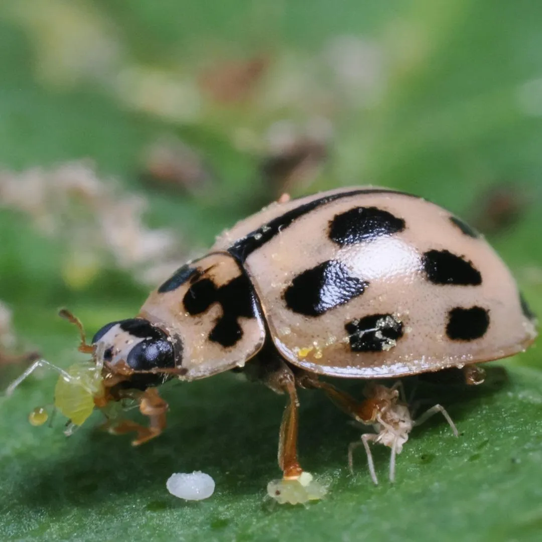 Propylea-System : notre nouvelle coccinelle pour lutter efficacement contre les pucerons