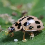 Propylea-System : notre nouvelle coccinelle pour lutter efficacement contre les pucerons