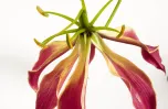 Colchicine Ph. Eur.