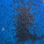 S Caviar (晋也Caviar/Shinya Caviar)