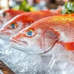 Caribbean Red Snapper
