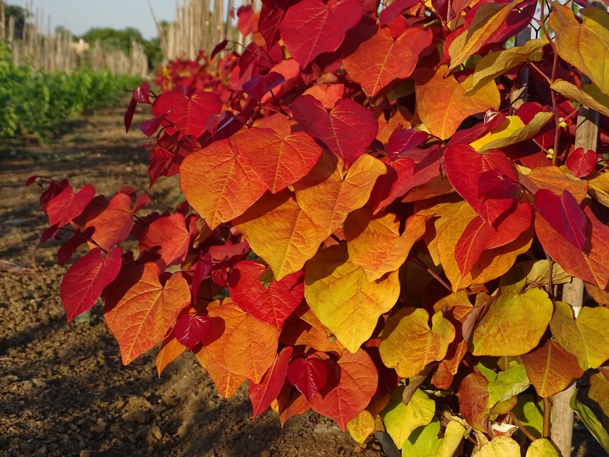 Gainier du Canada 'Eternal flame'