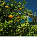 MAGGIORE CENTRO GOURMET