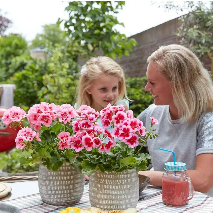 Pelargonium interspecifique Calliope