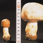 King Agaricus KA21, Raw Material