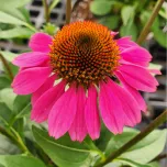 PANAMA™ ROSE | Echinacea