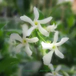 AKNUTR® 络石藤提取物(络石苷)Trachelospermum Caulis Extract (Tracheloside) 5%HPLC