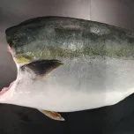 Frozen Amberjack Fillet (Buri Fillet) TS