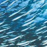 Frozen anchovies and sardines