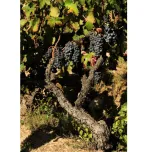 Nen del Celler