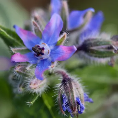 Borage Oil