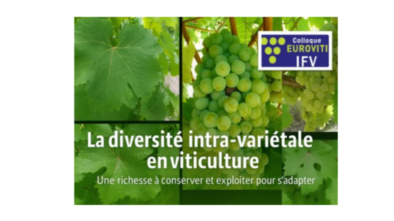 COLLOQUE EUROVITI : la diversité intra-variétale en viticulture : une richesse à conserver et exploiter pour s'adapter