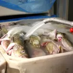 OptimICE®, a liquid slurry ice technology