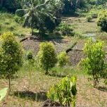 inavea™ CINNAMON ACACIA Metabolic Health Activator