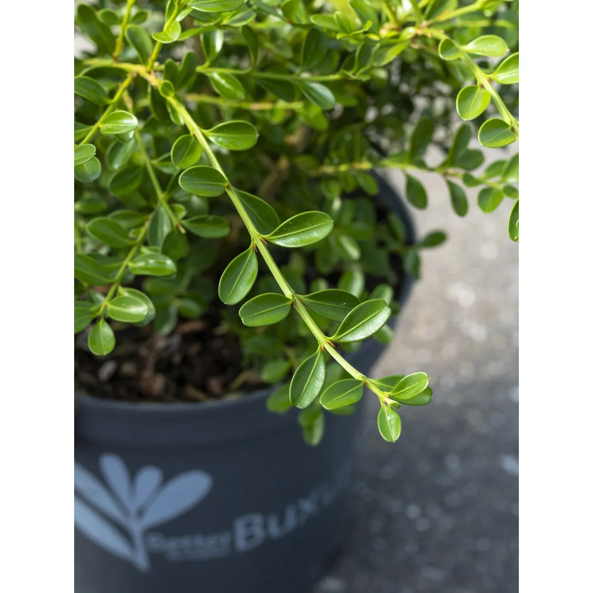 BetterBuxus®