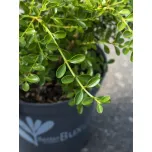 BetterBuxus®