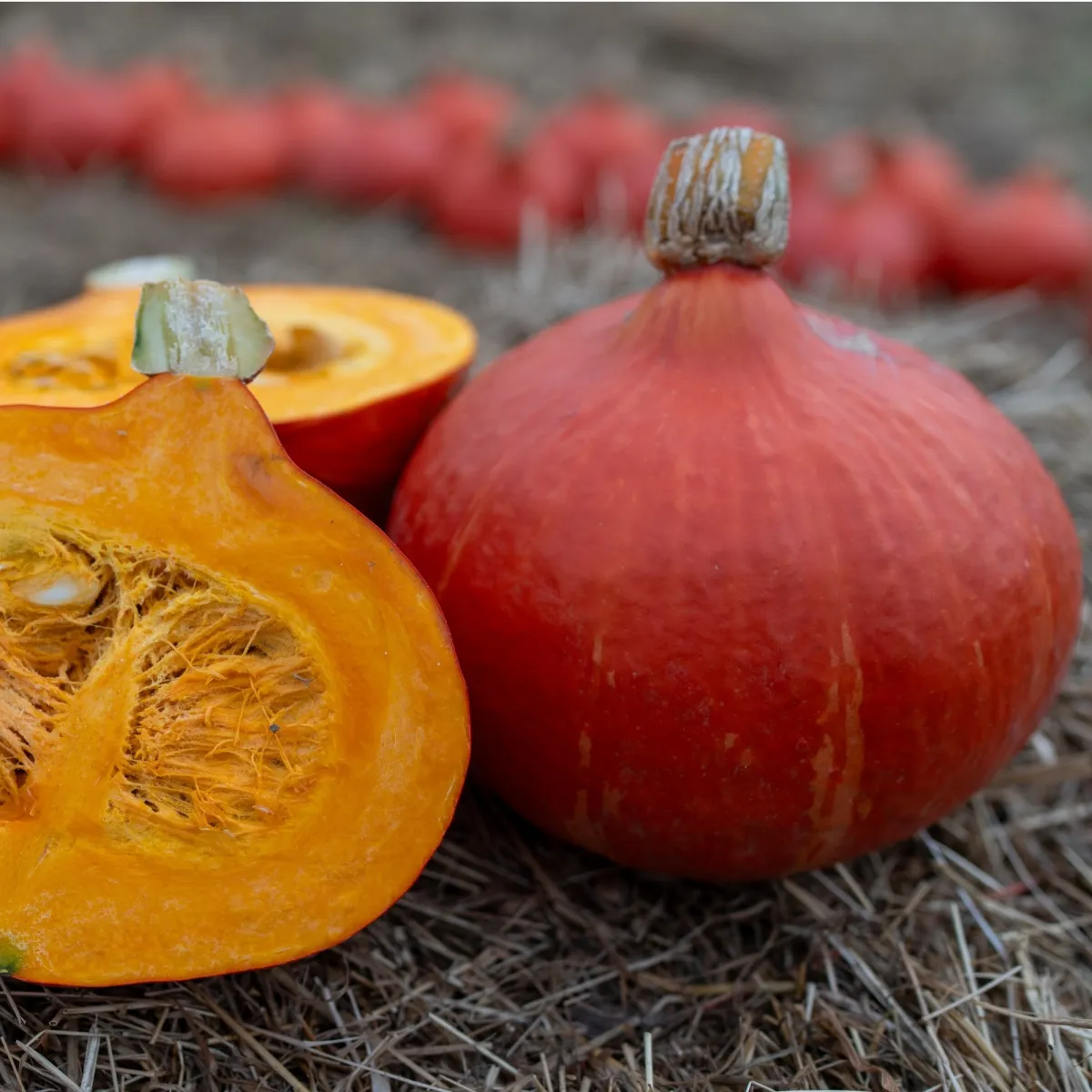 Potimarron KER MADEC F1