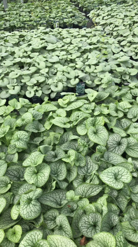 Brunnera