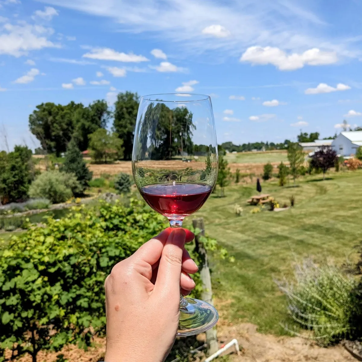 Walla Walla Premium Reds 6-Pack