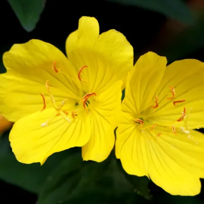 Evening Primrose Oil