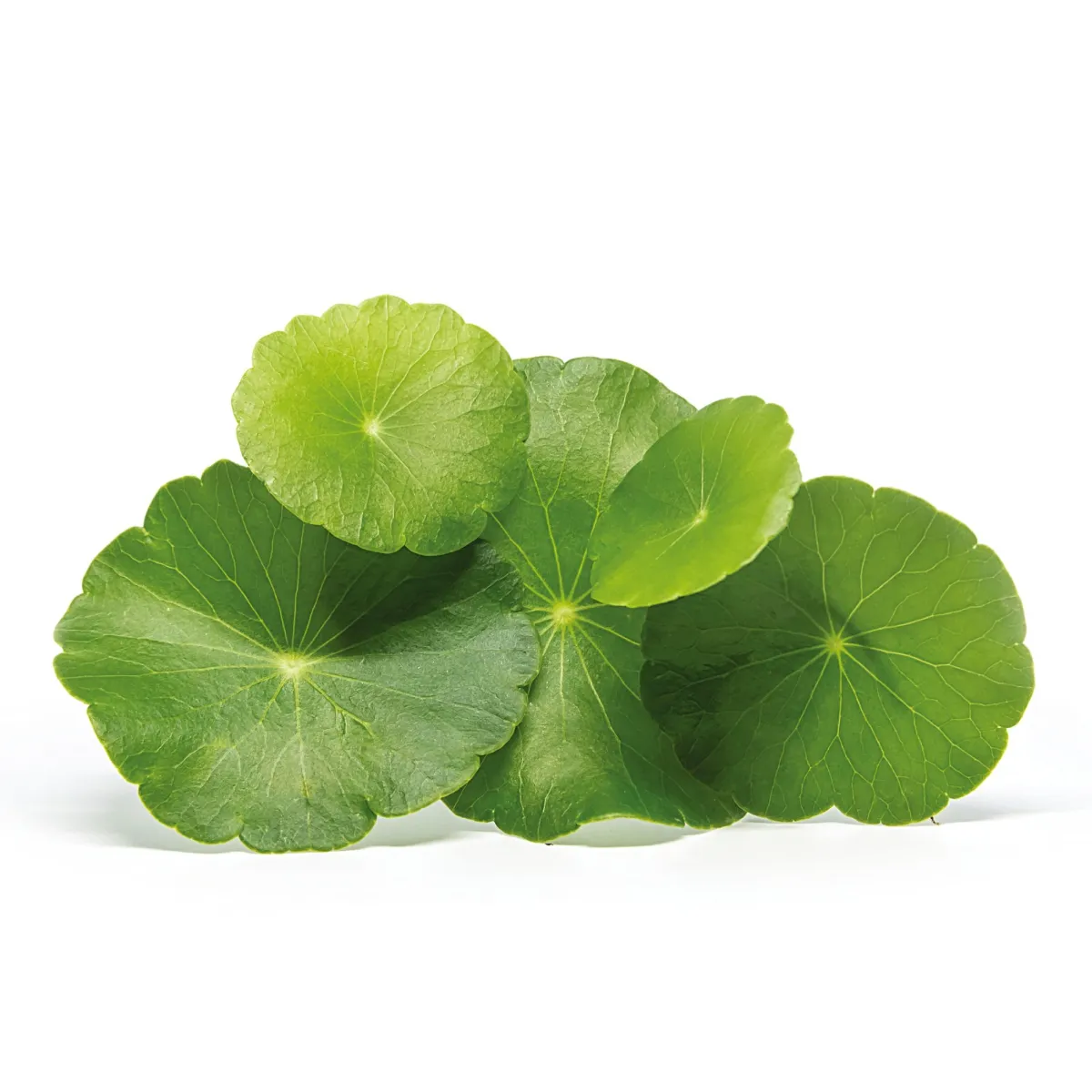 Himalca™ - Eye & Liver health