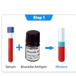 Brucella Diagnosis for Animals/Livestock