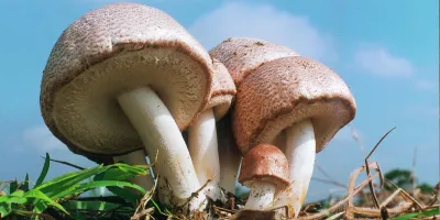 Toei Shinyaku Co., Ltd.