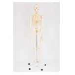 LIFE SIZE SKELETON MODEL 180CM