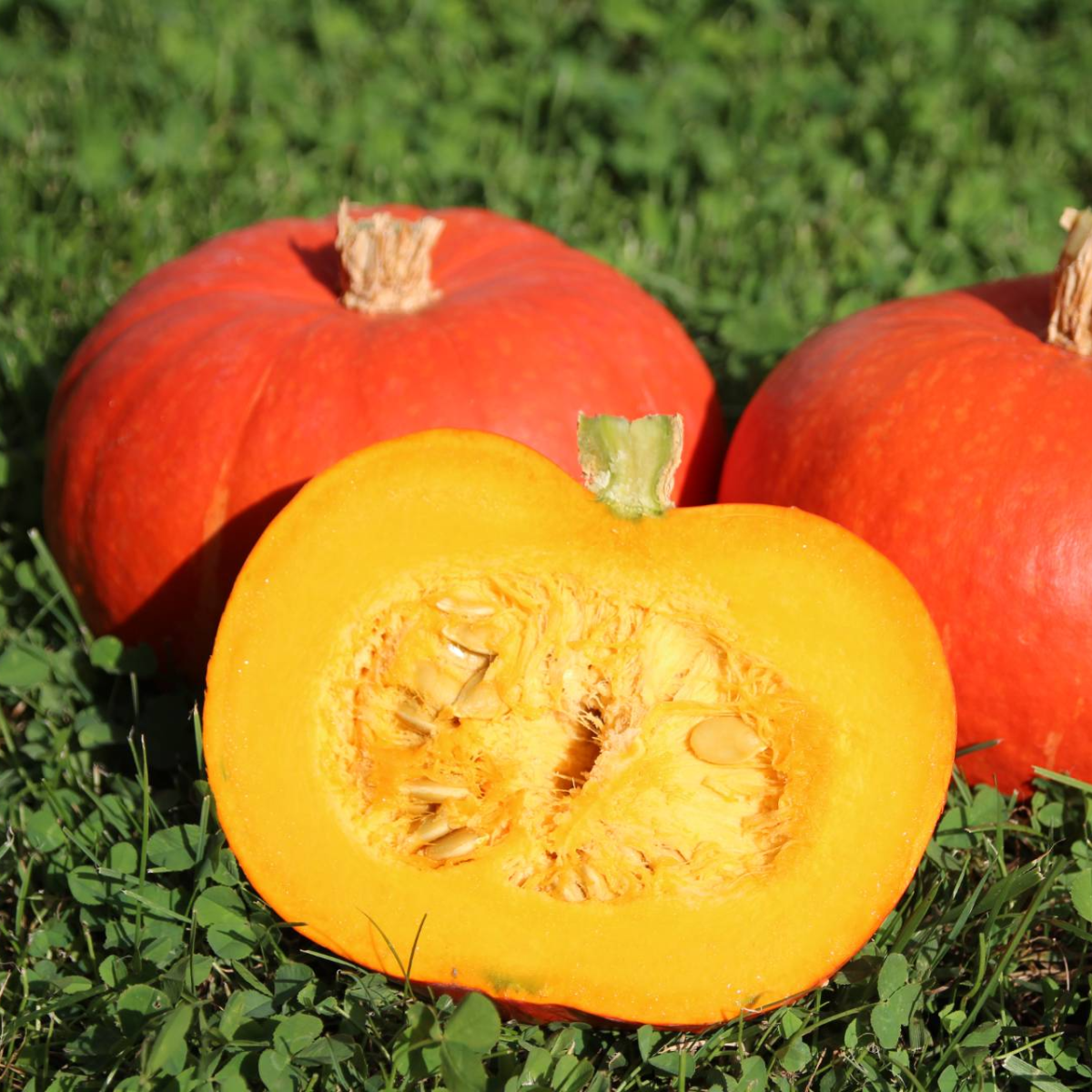 COURGE POTIMARRON FLEXI KURI F1