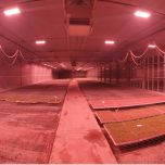 Eclairage jeunes plants et semences