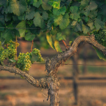 Upcycled Superfood Ingredient WellVine™ Pressed Chardonnay Grapes Offers Healthful, Flavorful Benefits and is Lower in Sugar