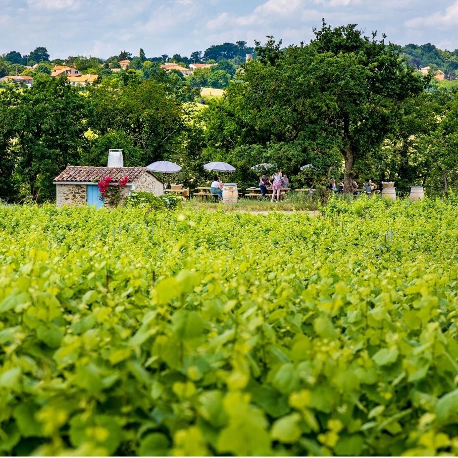 Balade dans les vignes et pique-nique gastronomique
