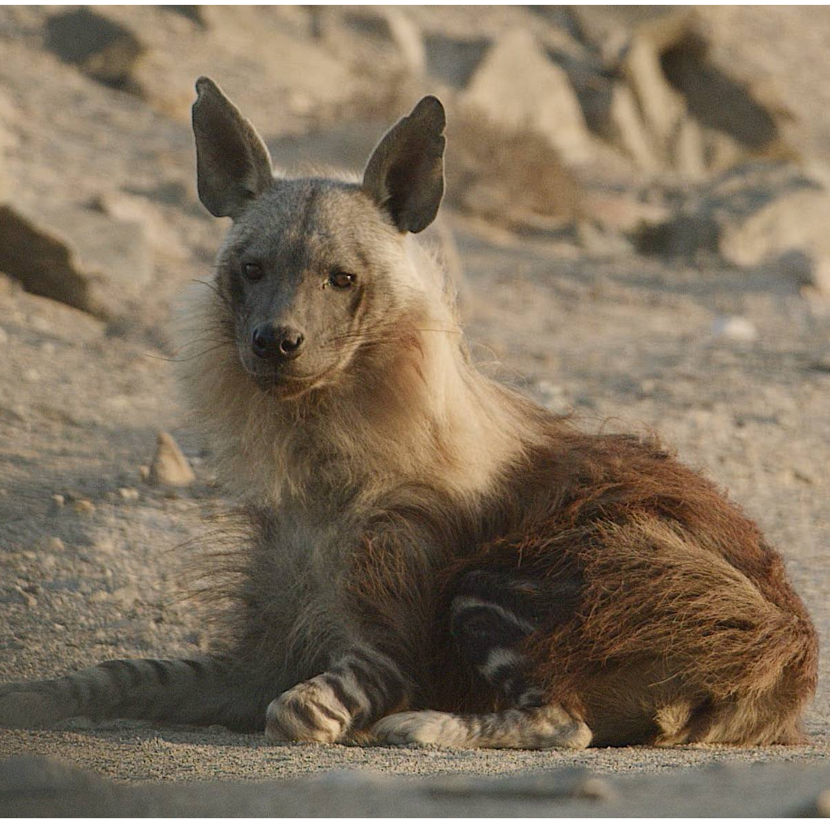 THE HYENAS OF THE MISTS 52' 4K - a One Planet and France Televisions co-production