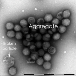 QuTEM - Adenoviral vector analysis