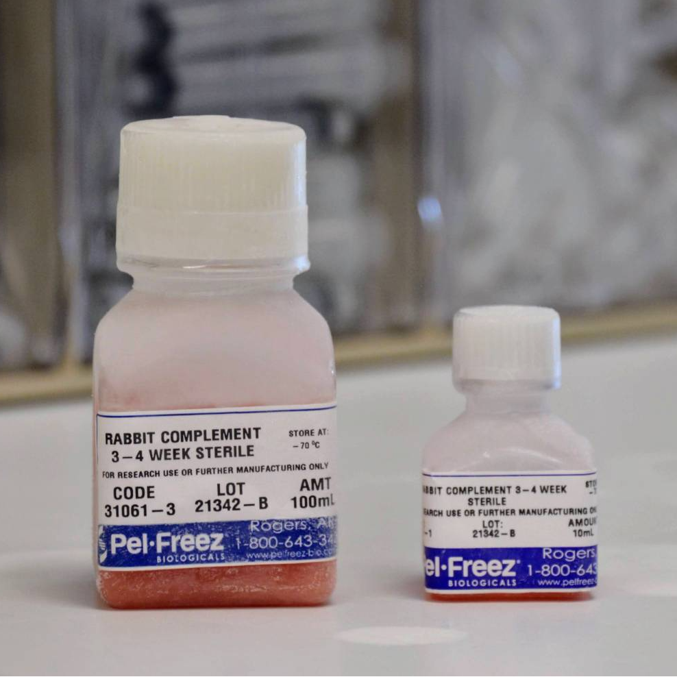 Baby Rabbit Complement