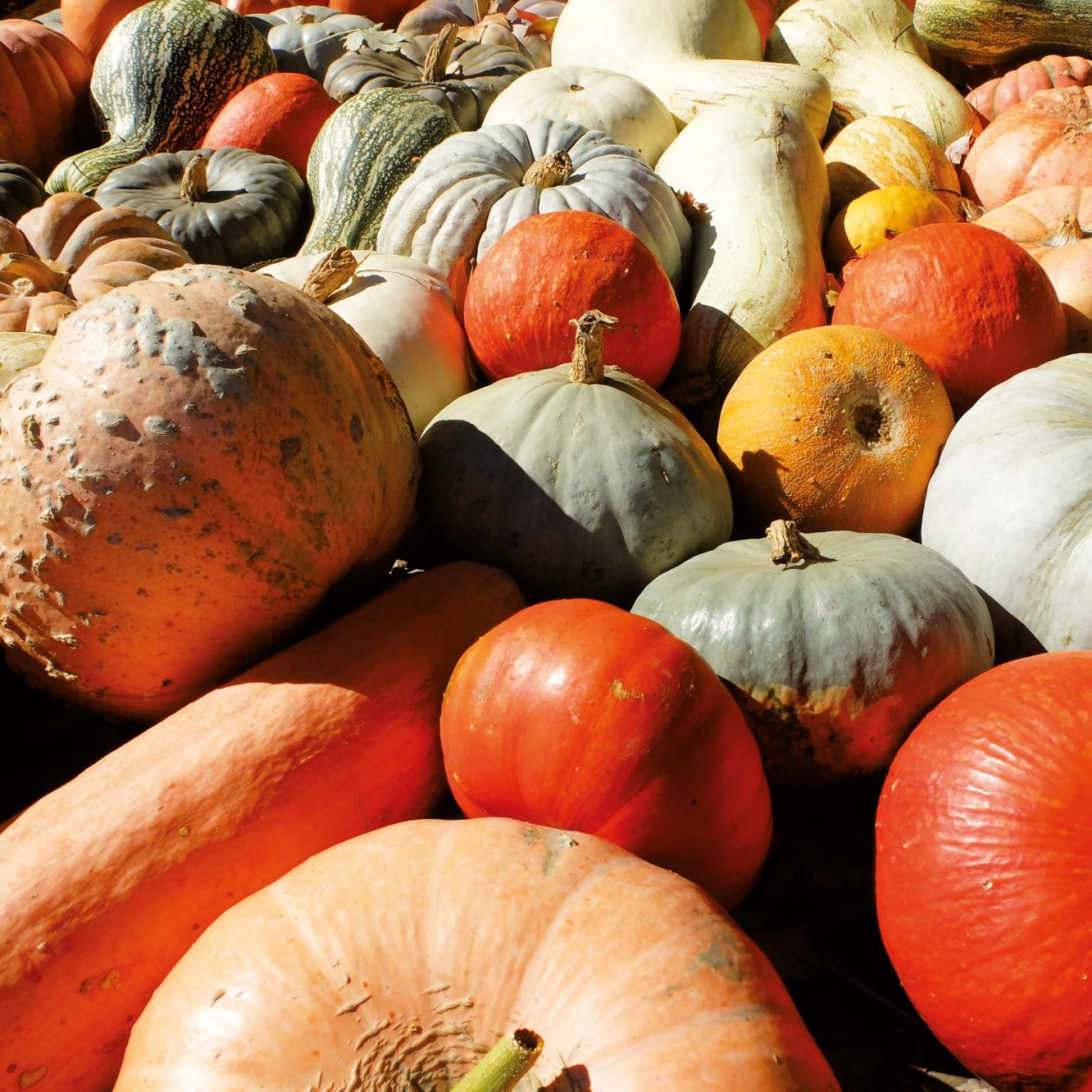 Des semences et plants adaptés à tous vos besoins