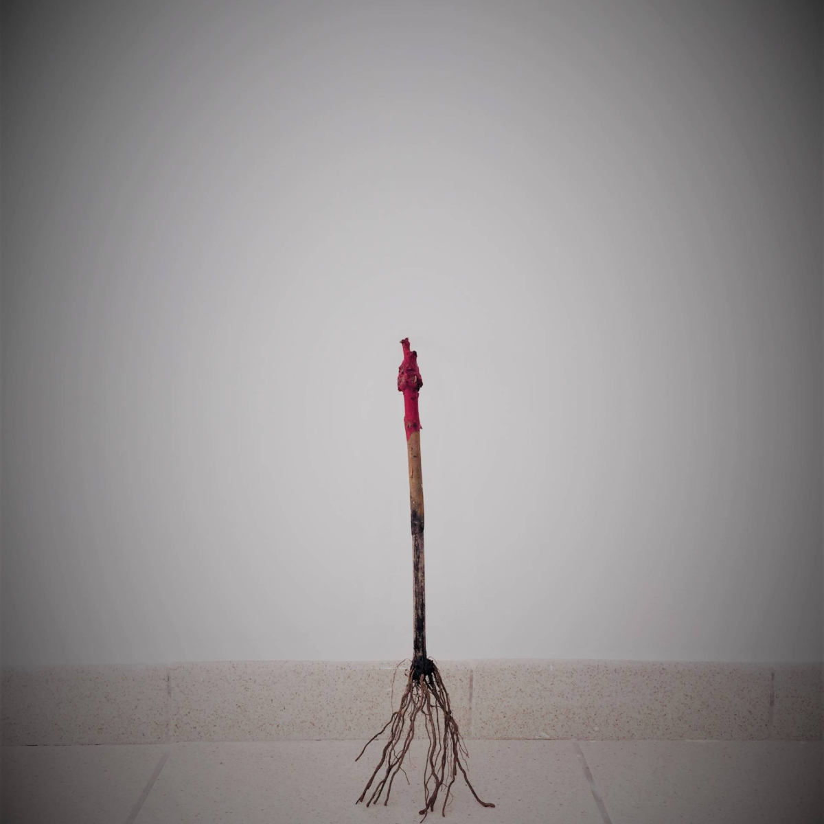 Plants de vignes en tiges hautes - 60 cm