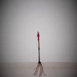 Plants de vignes en tiges hautes - 60 cm