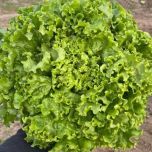 Gamme laitues de plein champ