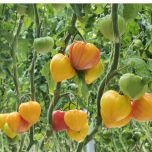 FLAMANSUN F1 (HMC 44395*)