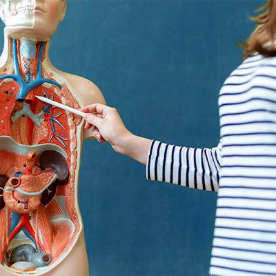 Do You Know the Main Collagen Types Found in The Human Body?