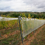 Protective nets for arboriculture, viticulture, market gardening, seed growers